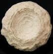 Flower-Like Sandstone Concretion - Pseudo Stromatolite #34210-1